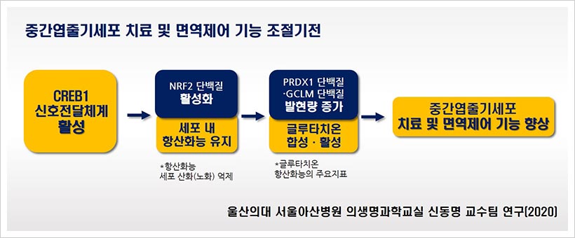 중간엽줄기세포 치료 및 면역제어 기능 조절기전