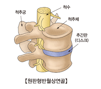 원판형반월상연골의구조및 척추궁 척추 척추체 추간판(디스크)의 위치
