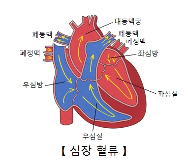 대동맥궁 폐동맥 폐정맥 좌심방 좌심실 우심실 우심방 폐정맥 폐동맥의 위치및 심장혈류의 예시