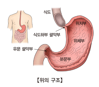 식도 식도하부 괄약부 위저부 위체부 분문부 유문 괄약부등 위의 구조 예시