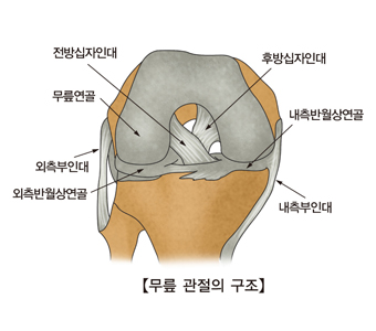 무릎관절의구조및 전방십자인대,무릎연골,외측부인대,외측반월상연골,내측부인대,내측반월상연골,후방십자인대 위치