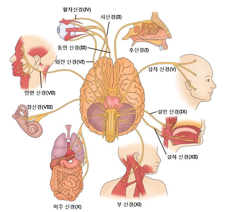 뇌에서시작되는12쌍의신경-시신경,활차신경,동안신경,외전신경,안면신경,청신경,미주신경,부신경,설하신경,설인신경,삼차신경,후신경