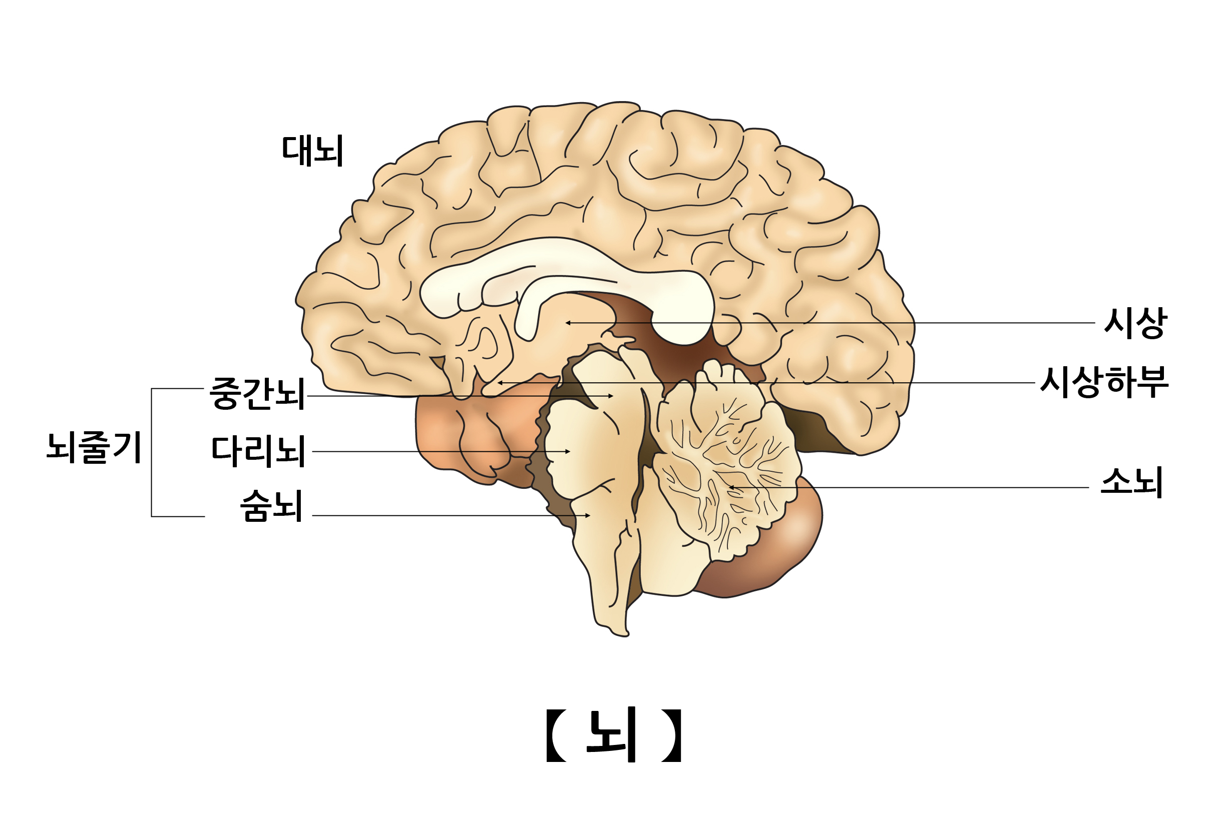 뇌의 구조