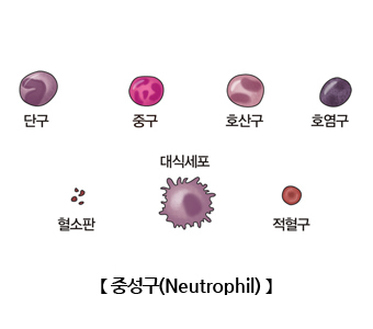 중성구