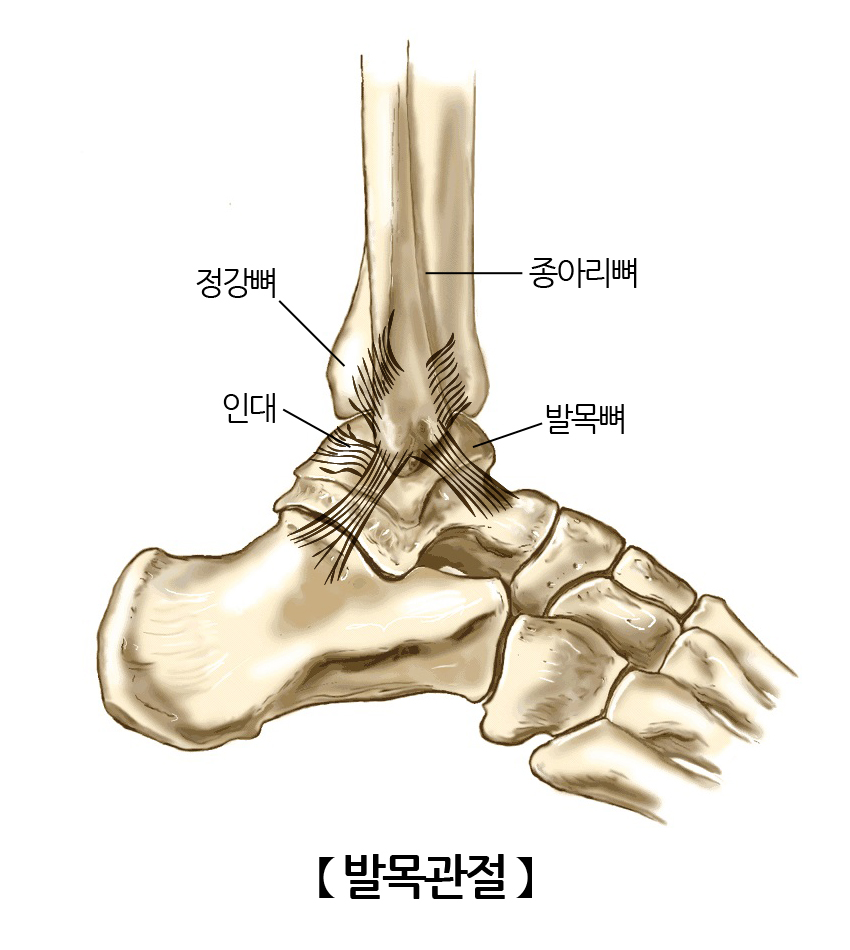 발목관절