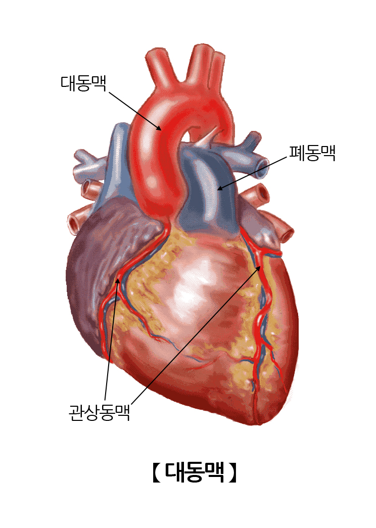 대동맥