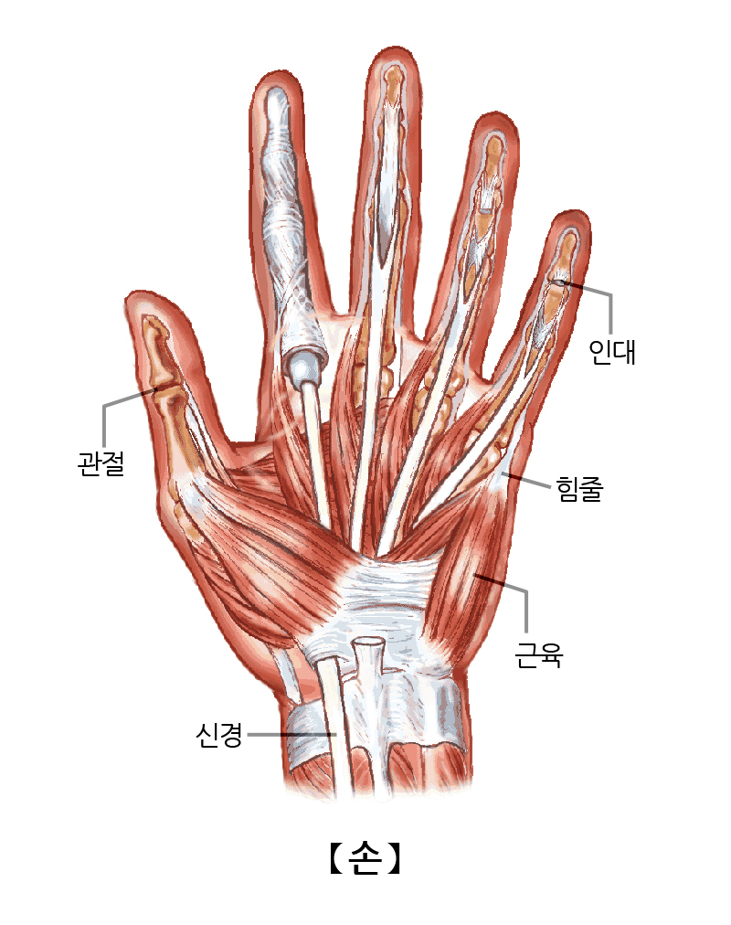 손 | 인체정보 | 의료정보 | 건강정보 | 서울아산병원 손 | 인체정보 | 의료정보 | 건강정보 | 서울아산병원