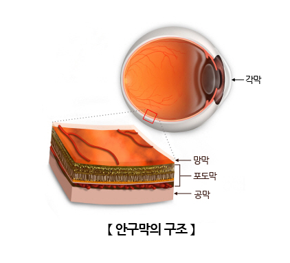 공막(Sclera) | 인체정보 | 의료정보 | 건강정보 | 서울아산병원