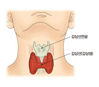 갑상선의 위치